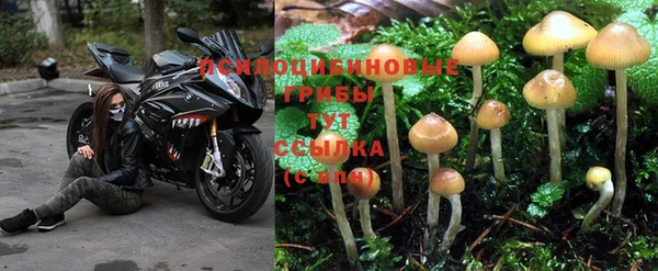 PSILOCYBIN Зеленокумск